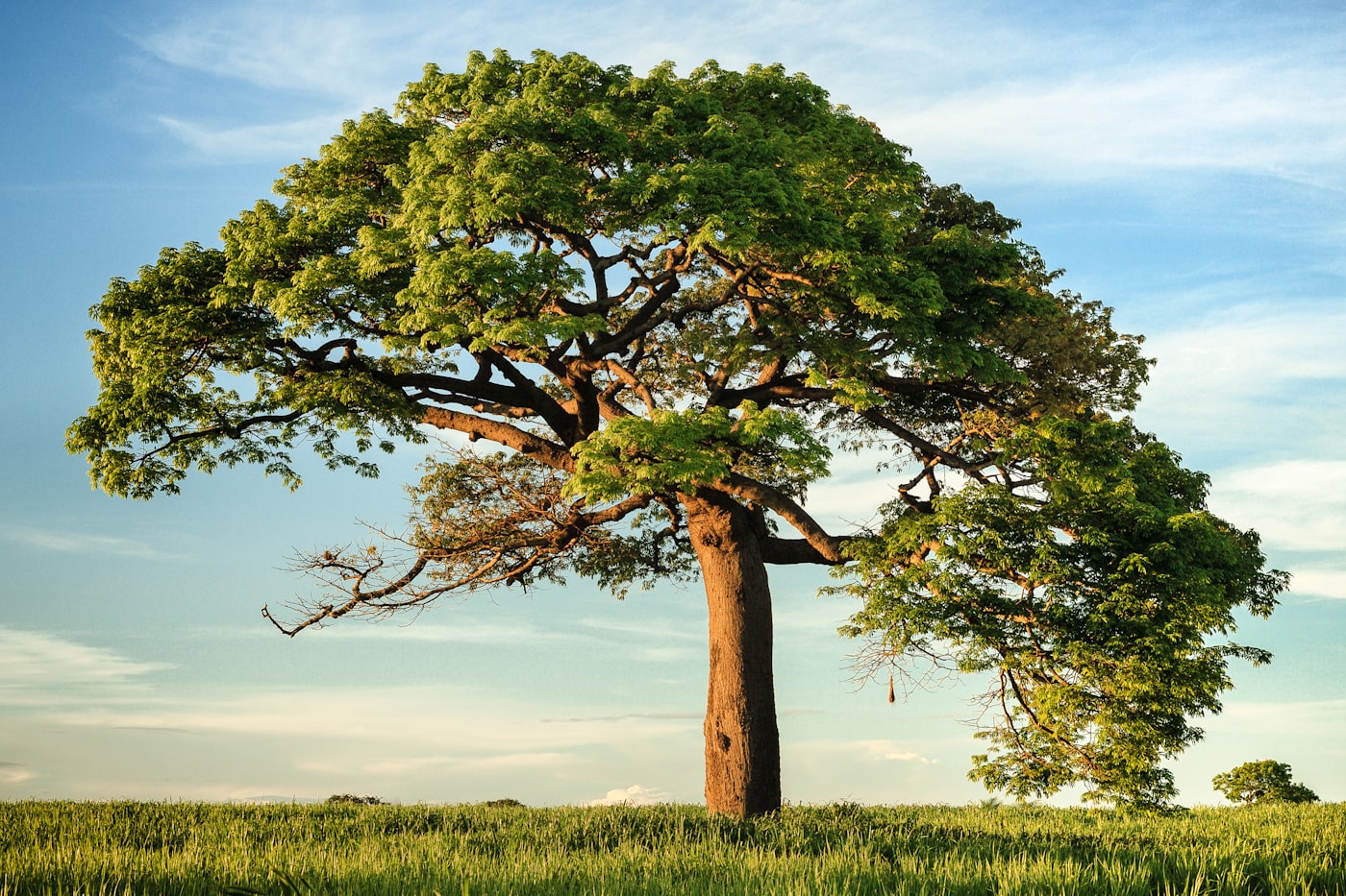 Trees and greenery symbolising plantation drives