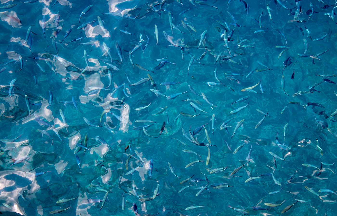 Aquaponics β fish and plants in a symbiotic system