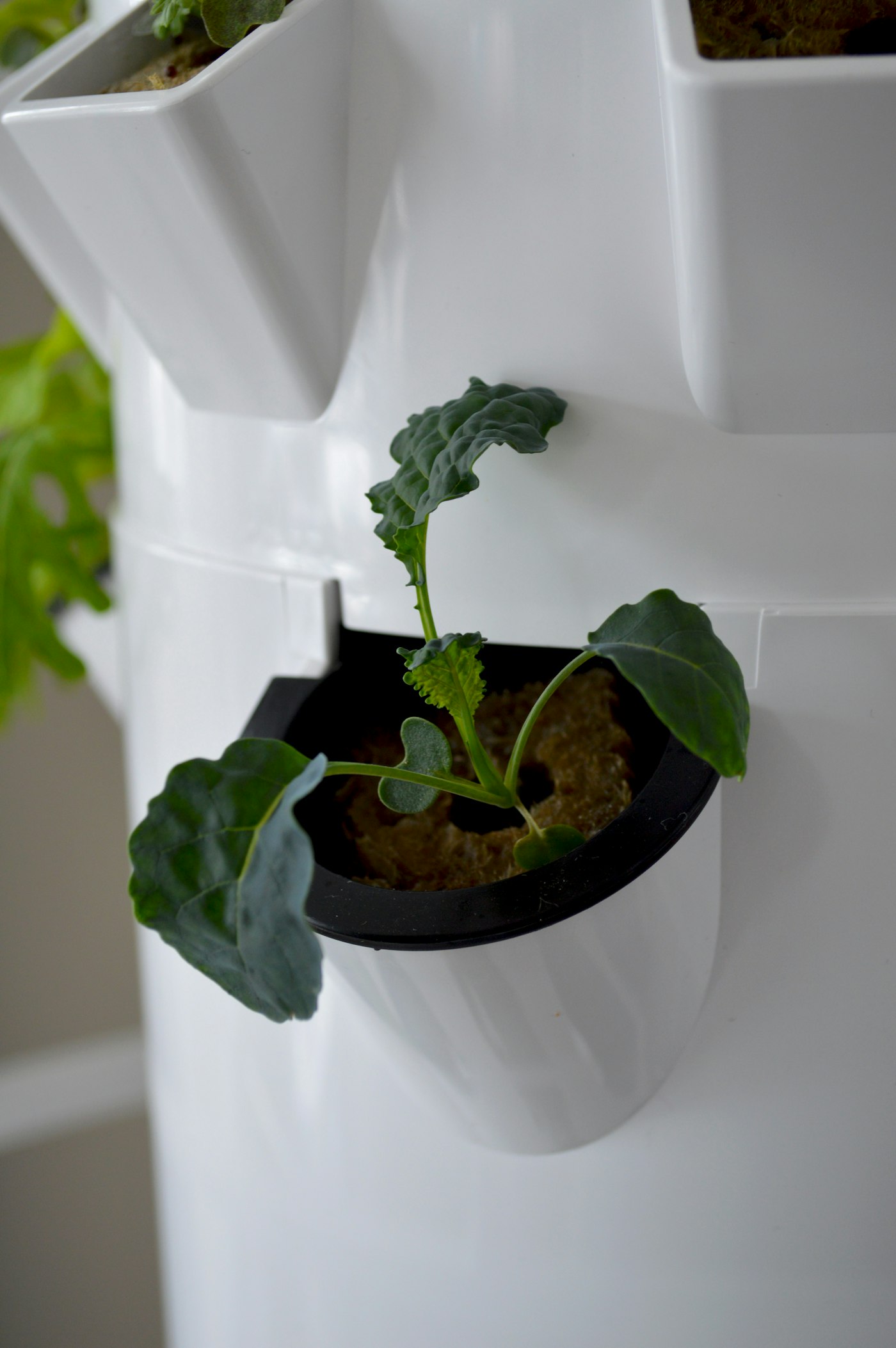 Soilless Culture β hydroponic plant growth
