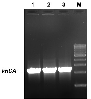 PCR Confirmation