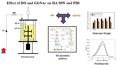 Effect of DO and GlcNAc