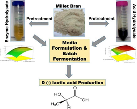 D Lactic Acid Production Process