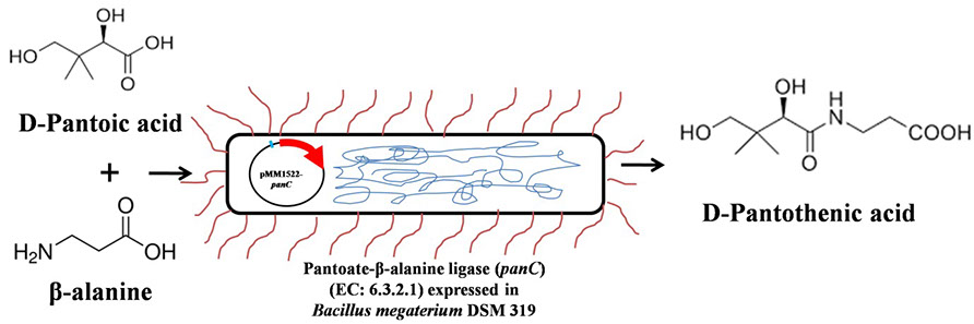 Hyaluronic Acid Molecular Structure