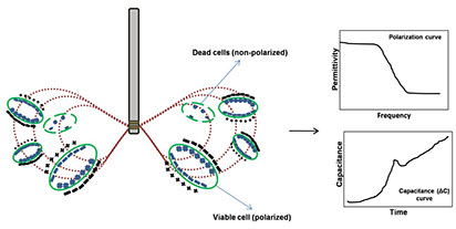 Principle of Dielectric Spectroscopy